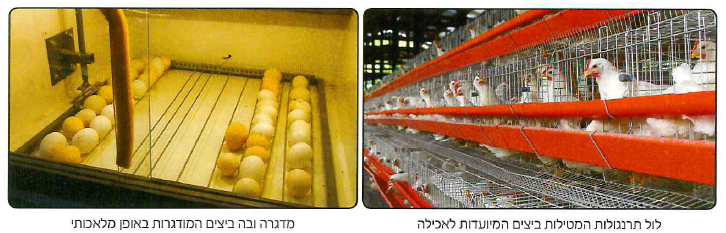 (בספר איור)